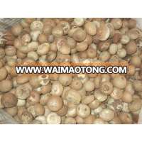 Dried Whole Betels Nuts, Split and Slice Betel Nuts 90-95% Good Cut