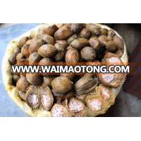 BETEL NUT GRADE A SALE IN BULK FOR BANGLADESH